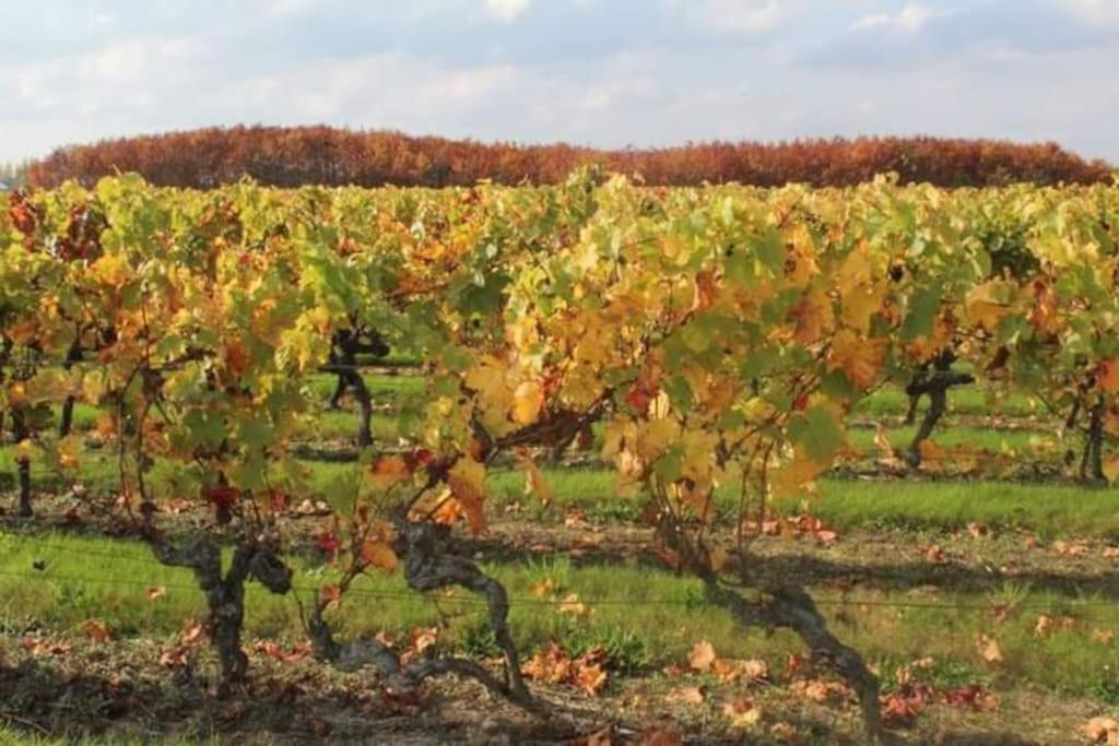 Gite En Bord De Loire Blaison-Saint-Sulpice Dış mekan fotoğraf
